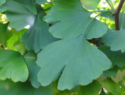 Ginkgo biloba - Blätter
